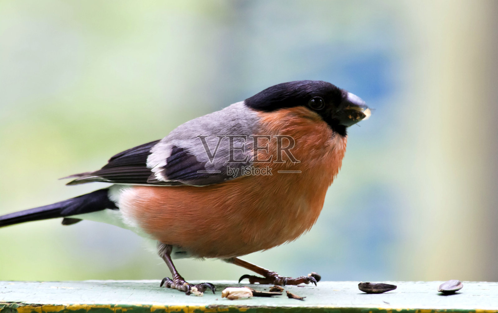 红腹灰雀在吃葵花籽照片摄影图片