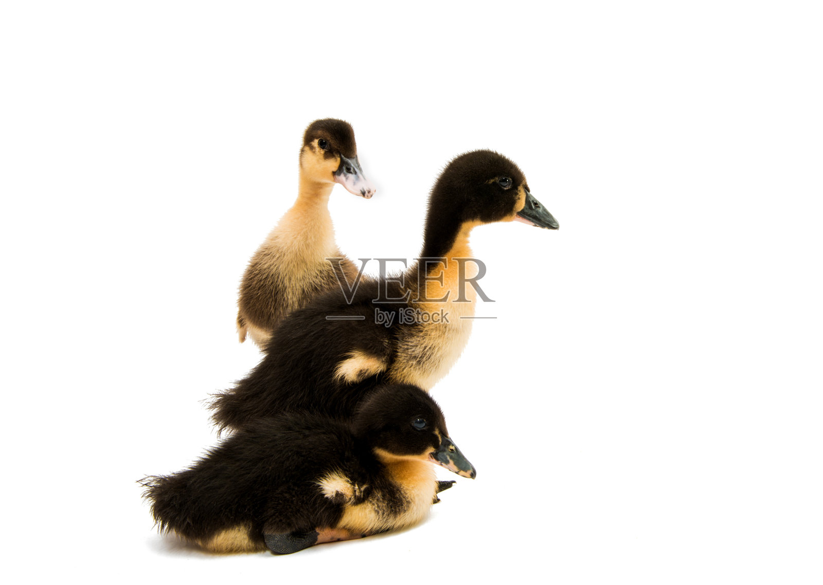 小鸭子照片摄影图片