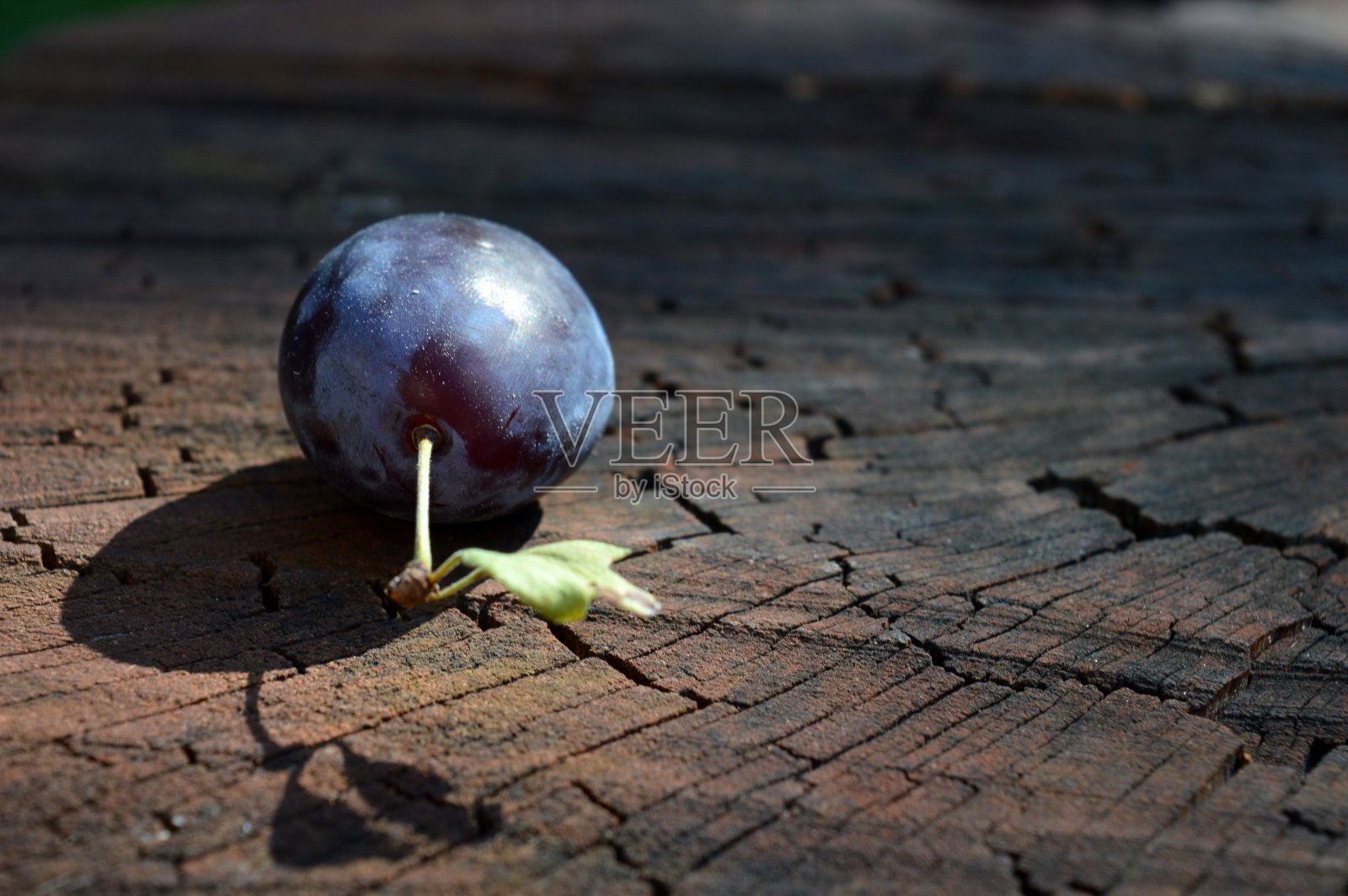 李子照片摄影图片