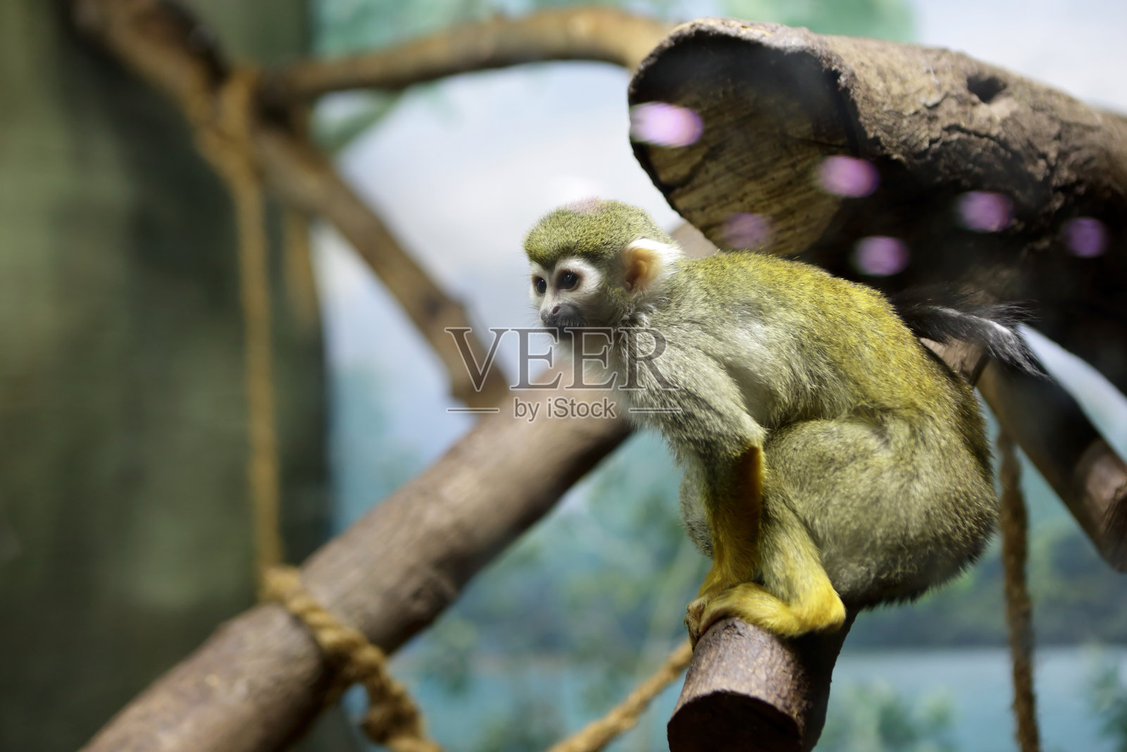 树枝上的猴子照片摄影图片