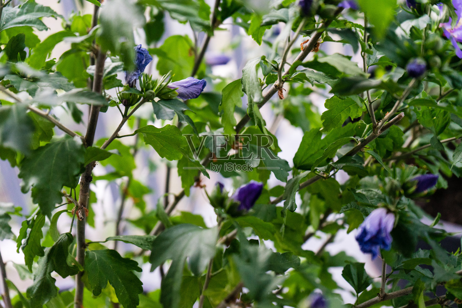 绿紫锦葵木槿近距离观看照片摄影图片