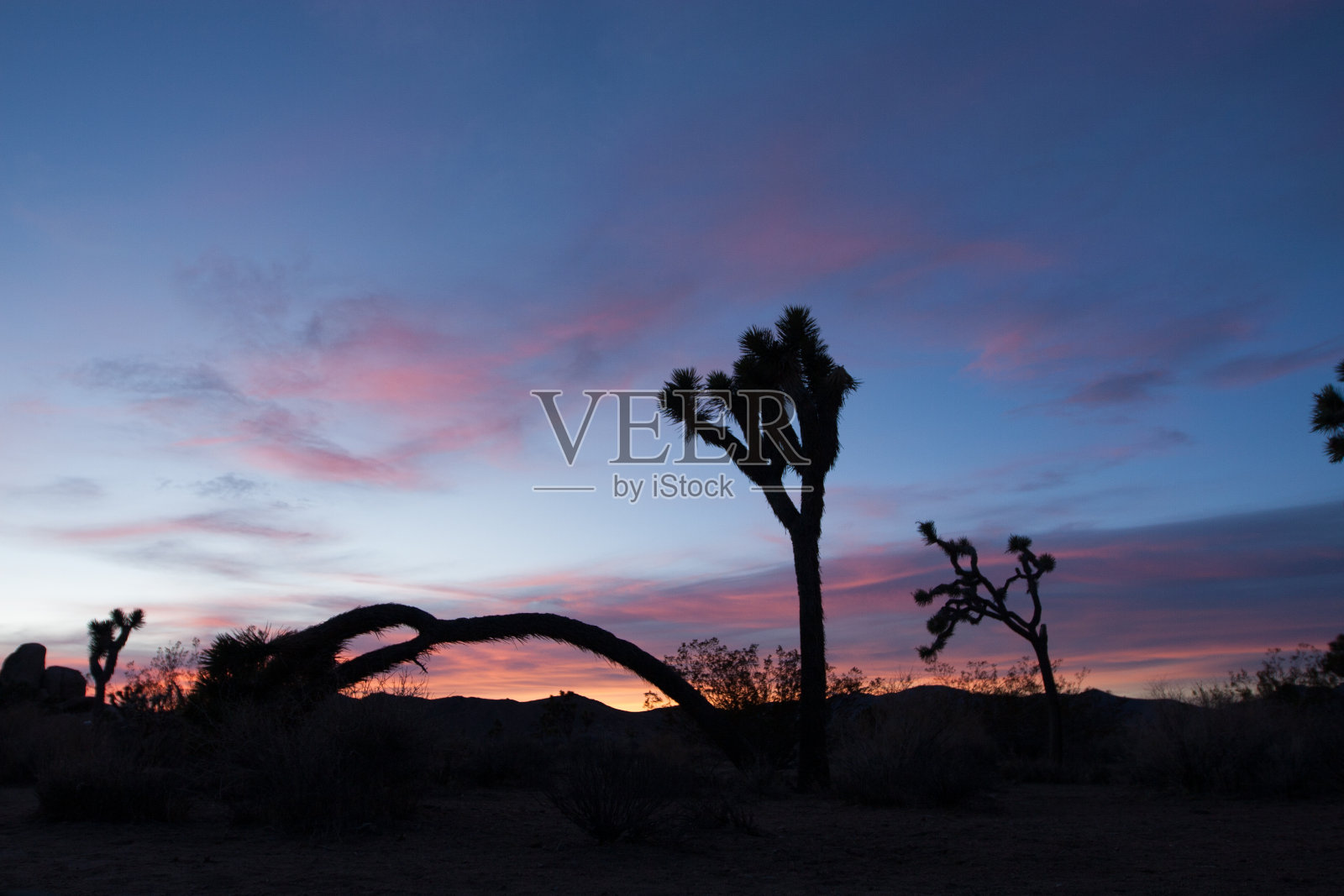 营地的j树日落照片摄影图片