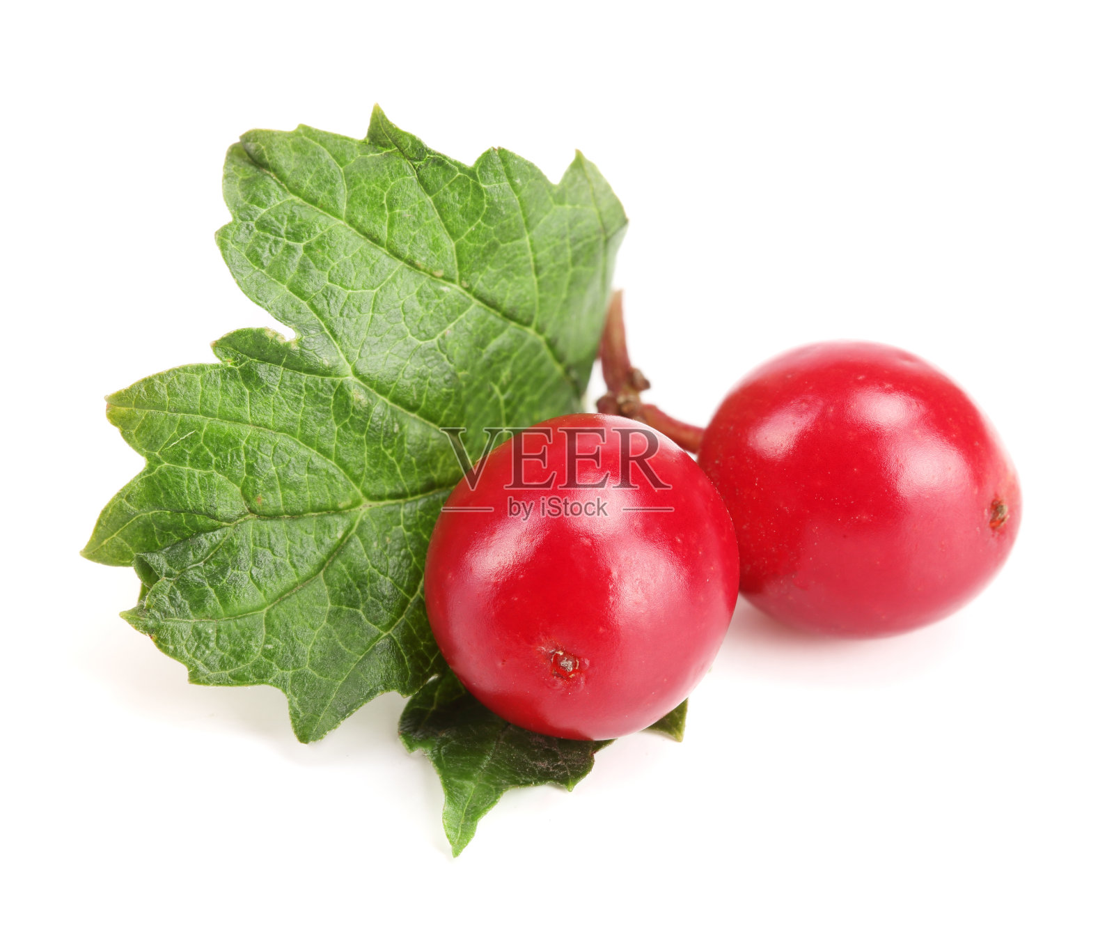 荚蒾浆果，叶子孤立在白色背景上照片摄影图片