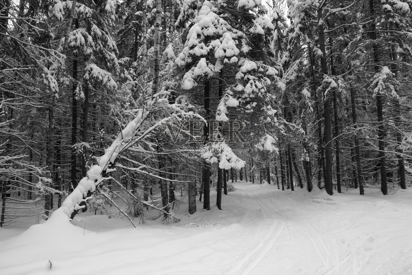 冬天的云杉森林，地上和树上都覆盖着雪。照片摄影图片