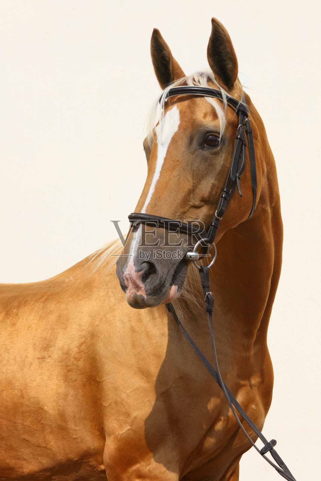 漂亮纯种马的肖像照片摄影图片