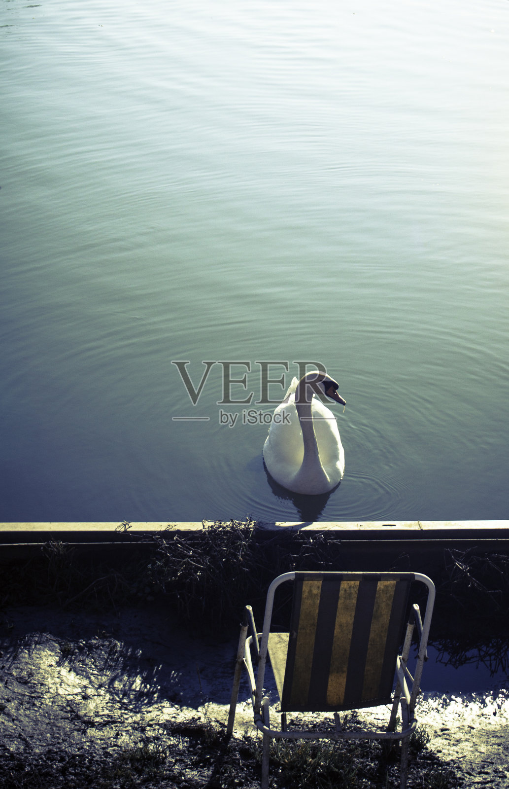 一只白天鹅耐心地等待着照片摄影图片