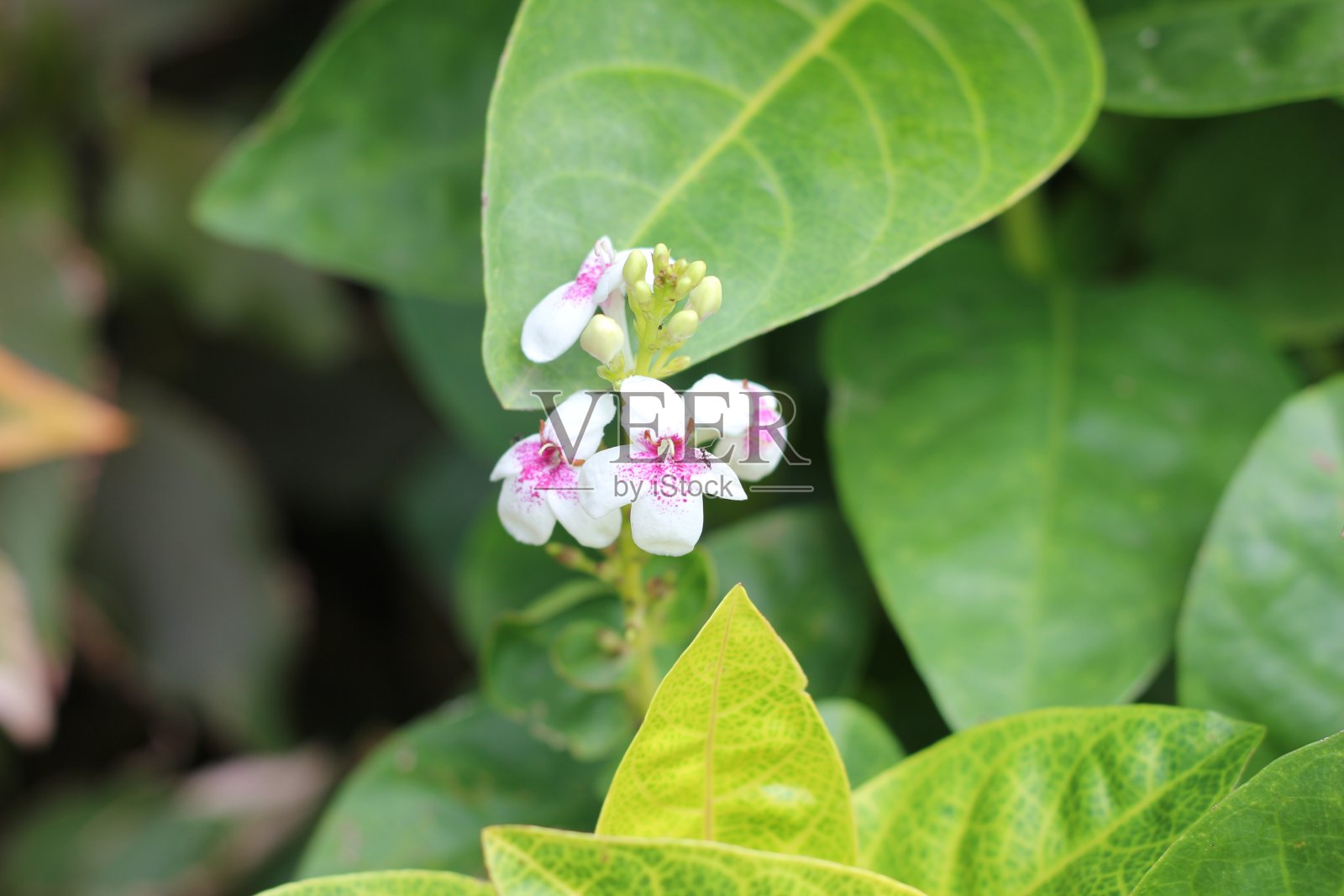 粉红色的花朵照片摄影图片