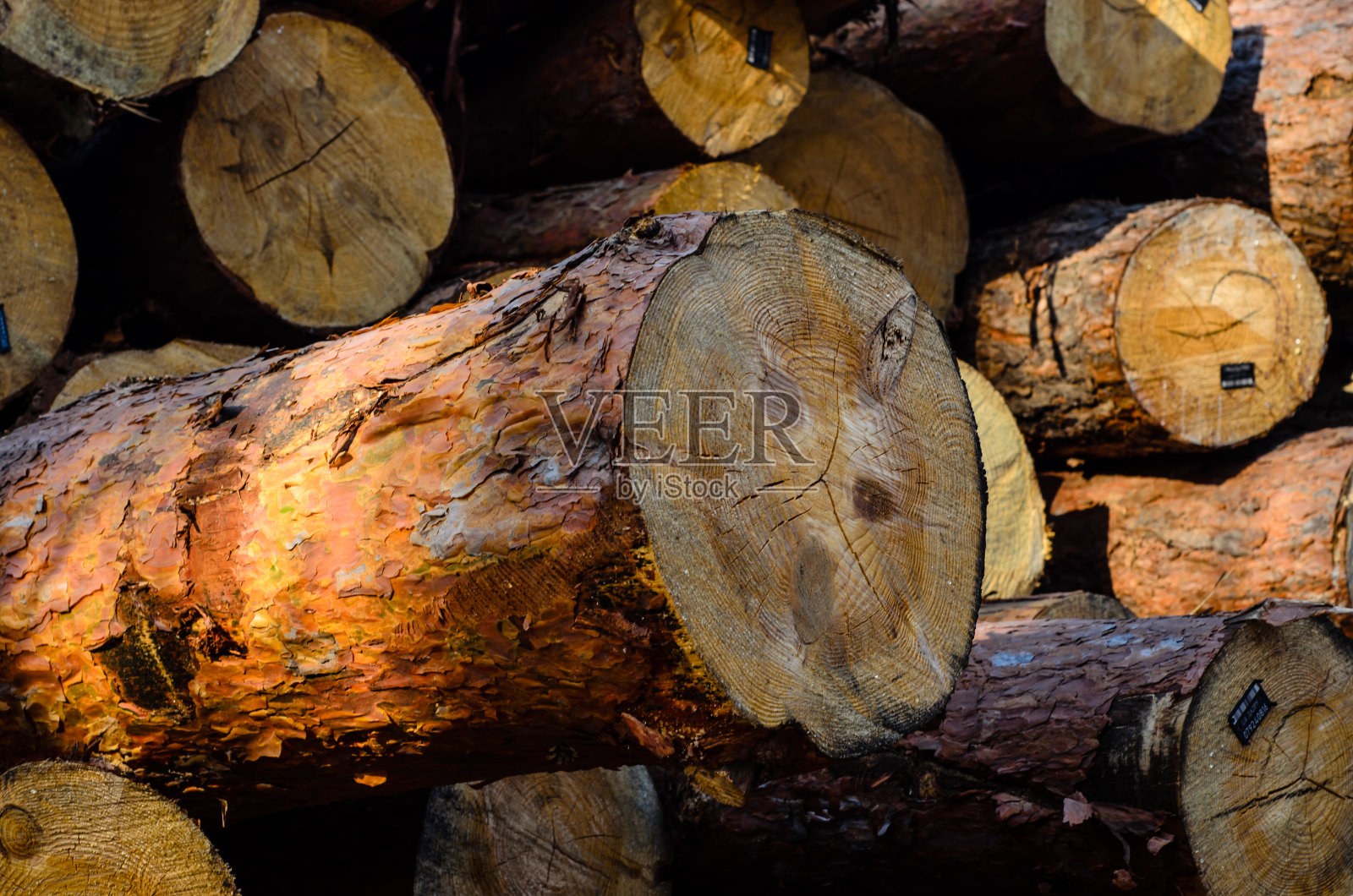 松木的背景照片摄影图片