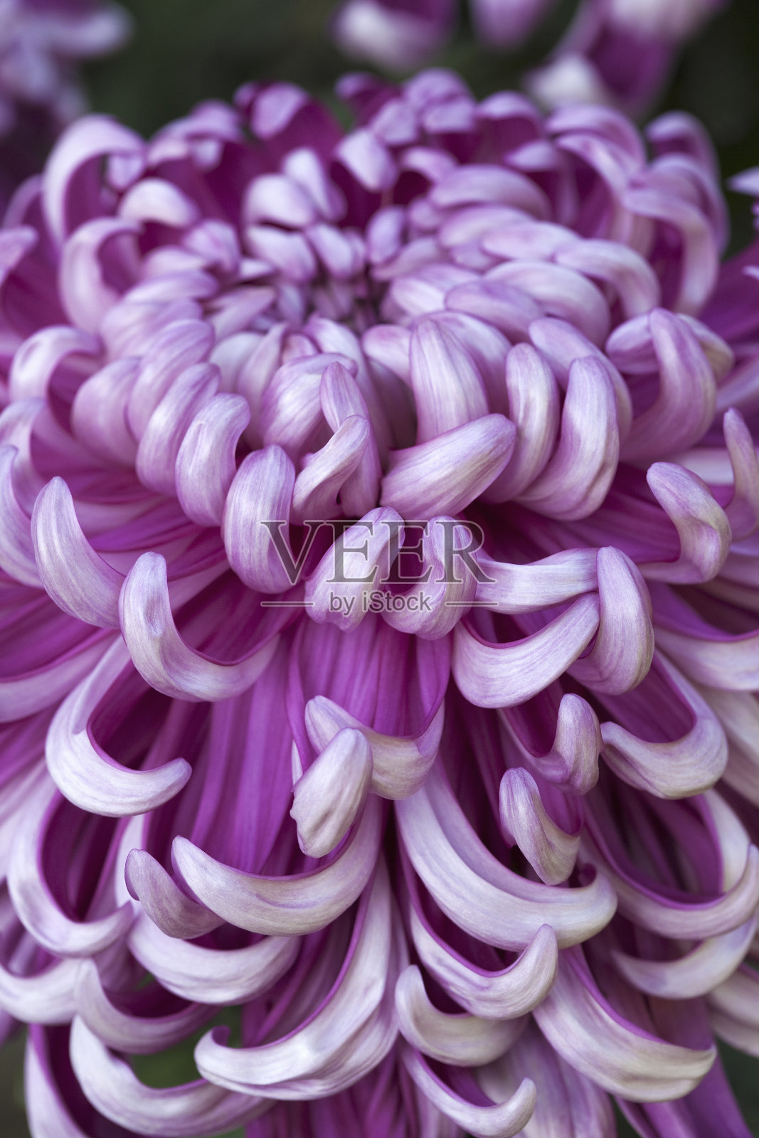 看妈妈了照片摄影图片