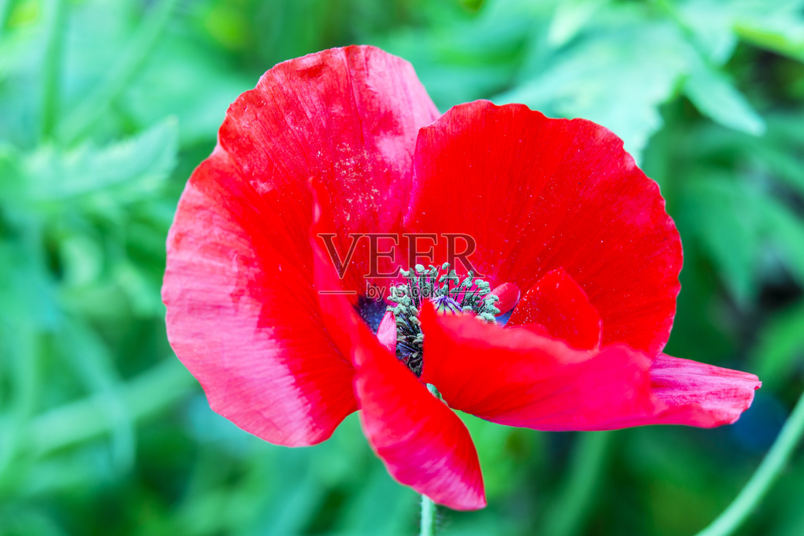 罂粟花照片摄影图片