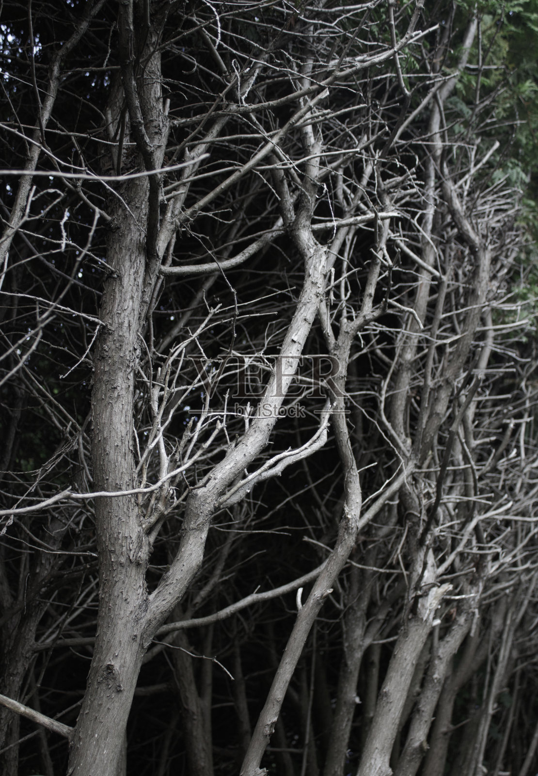 黑暗中干燥树枝的特写照片摄影图片