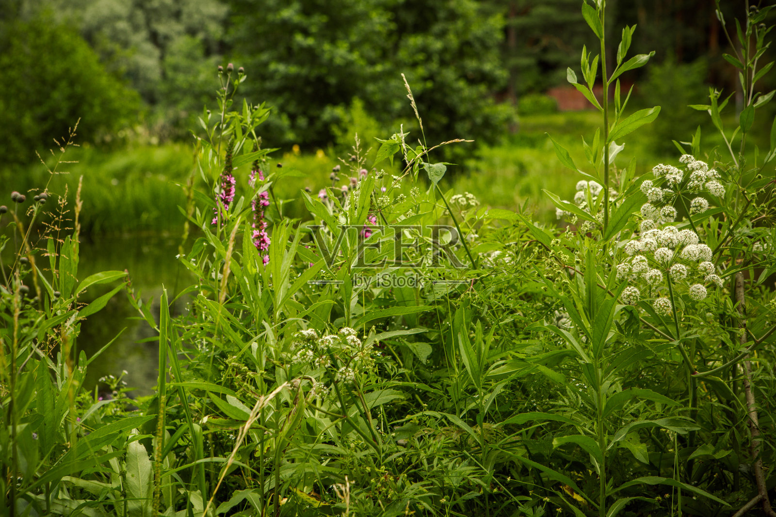度假村里美丽的池塘照片摄影图片