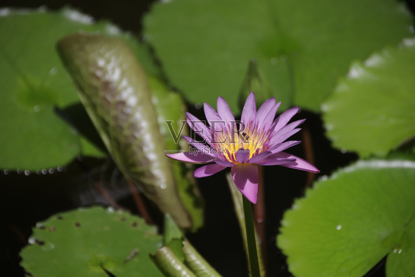 池塘里的荷花照片摄影图片