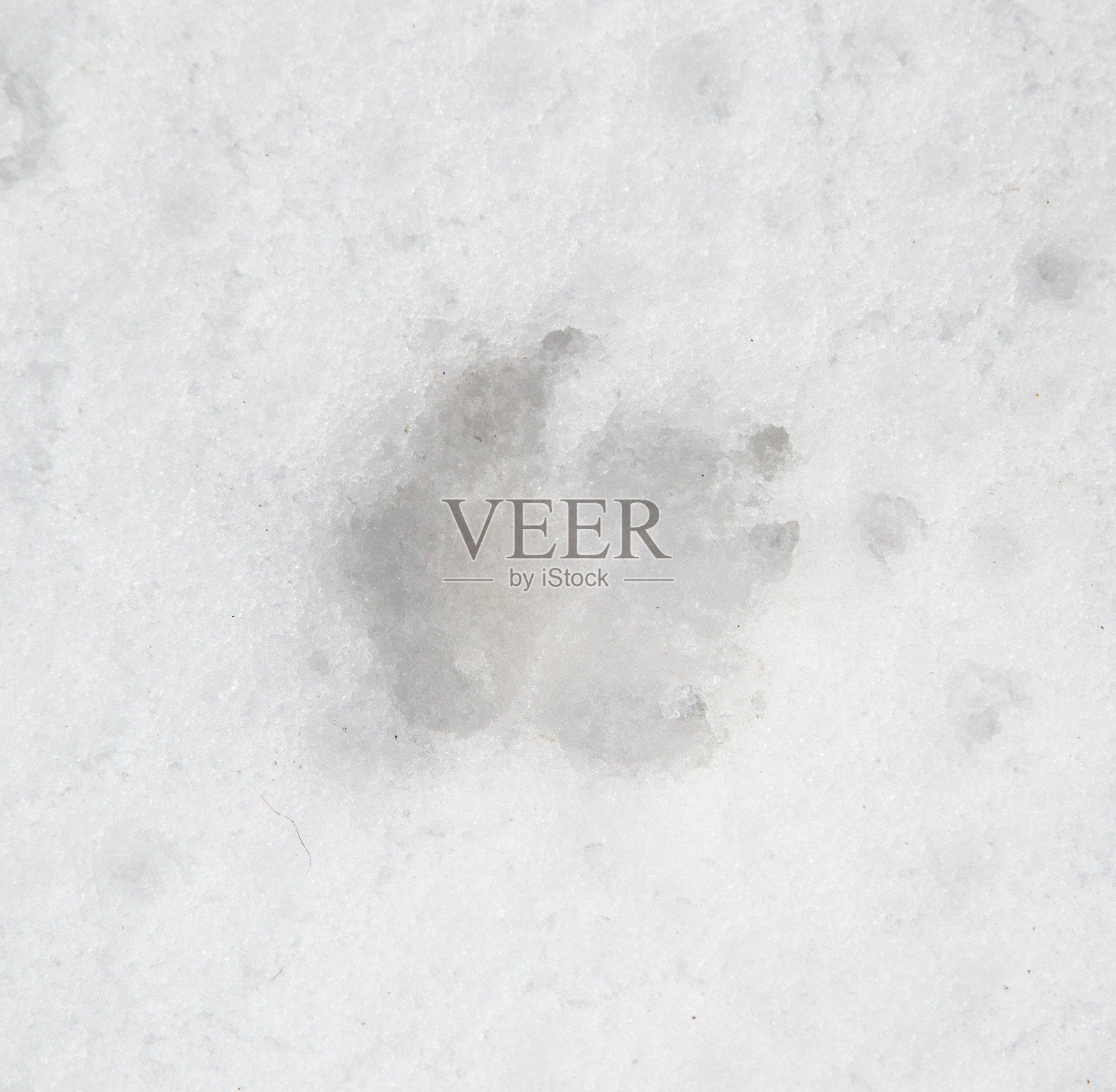 白色的雪地上有狗的脚印照片摄影图片