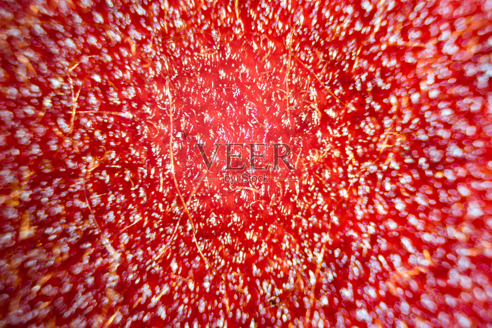 紫花瓣细胞的显微镜图像照片摄影图片