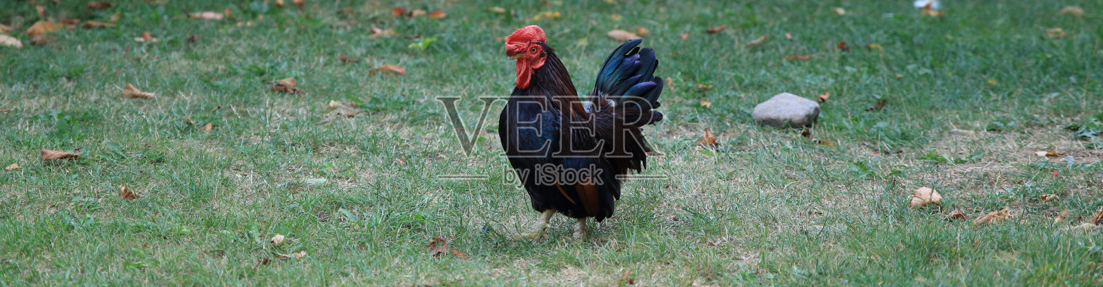 公鸡照片摄影图片