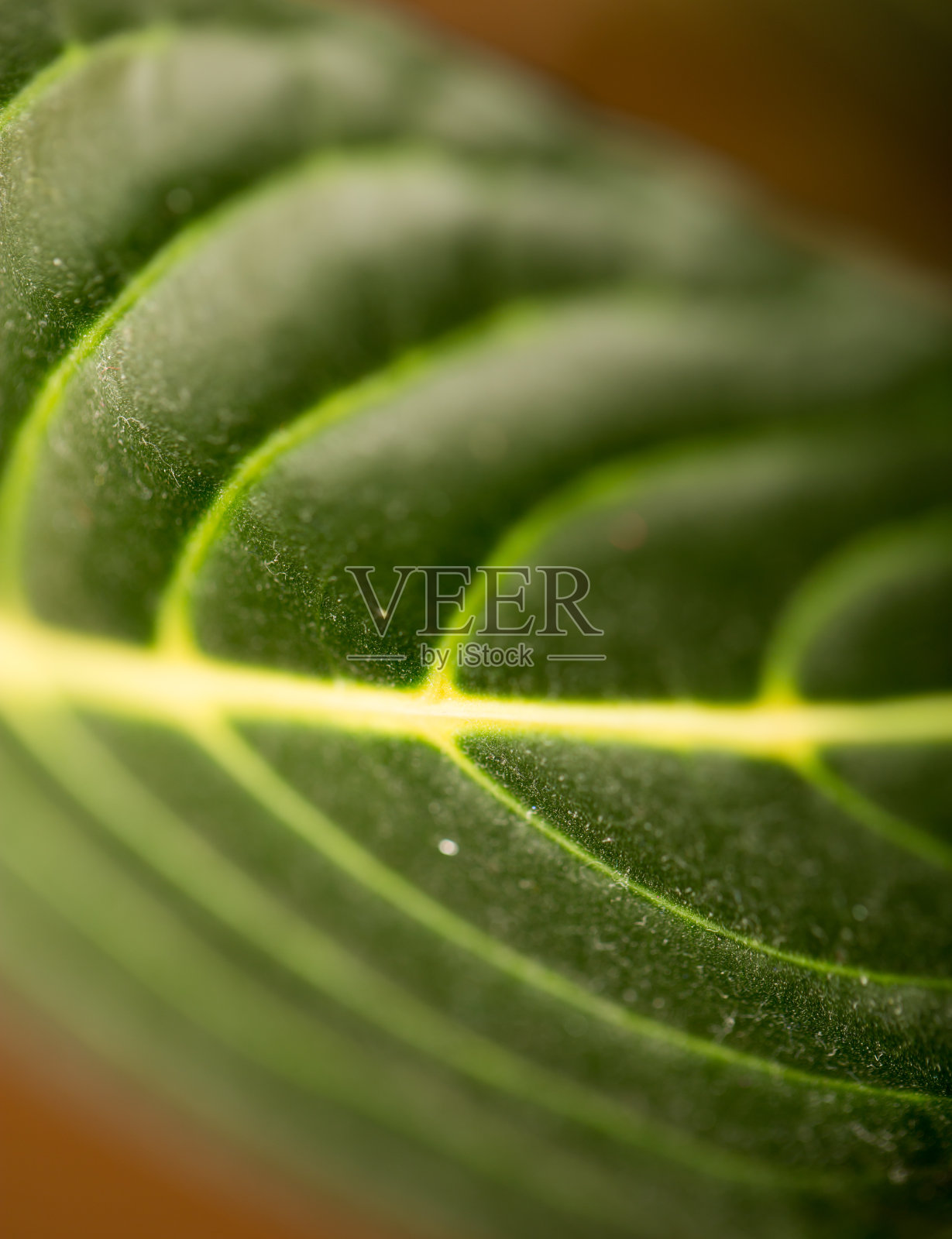 绿色的叶子。宏照片摄影图片