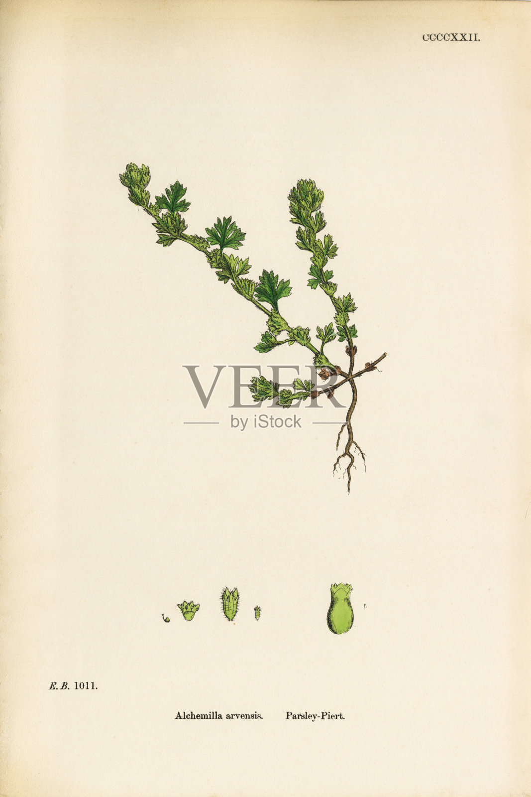 欧芹皮耶，炼金术，维多利亚植物学插图，1863年设计元素图片