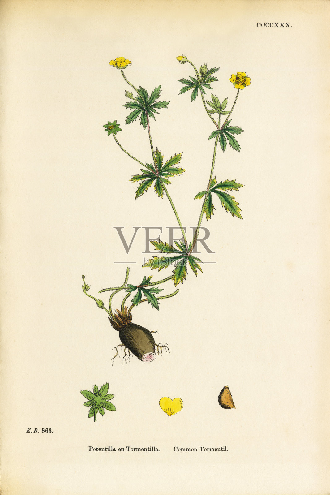 常见的Tormentil, Potentilla Tormentilla，维多利亚植物学插图，1863年设计元素图片