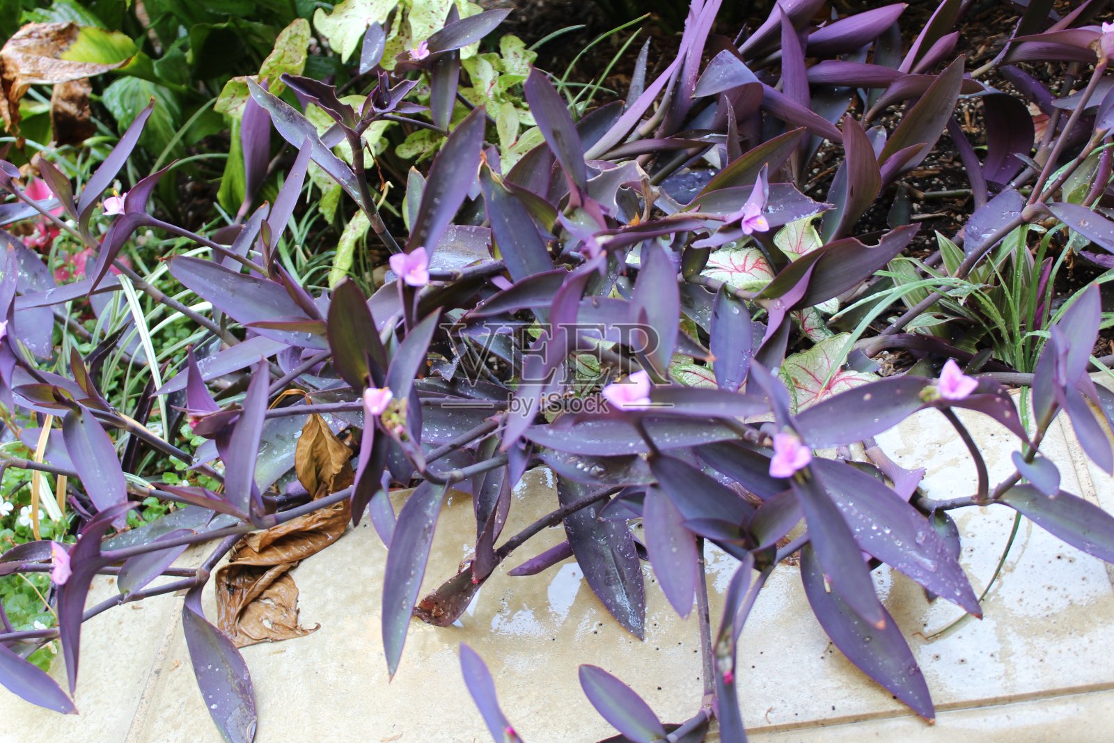 五彩缤纷的花园照片摄影图片