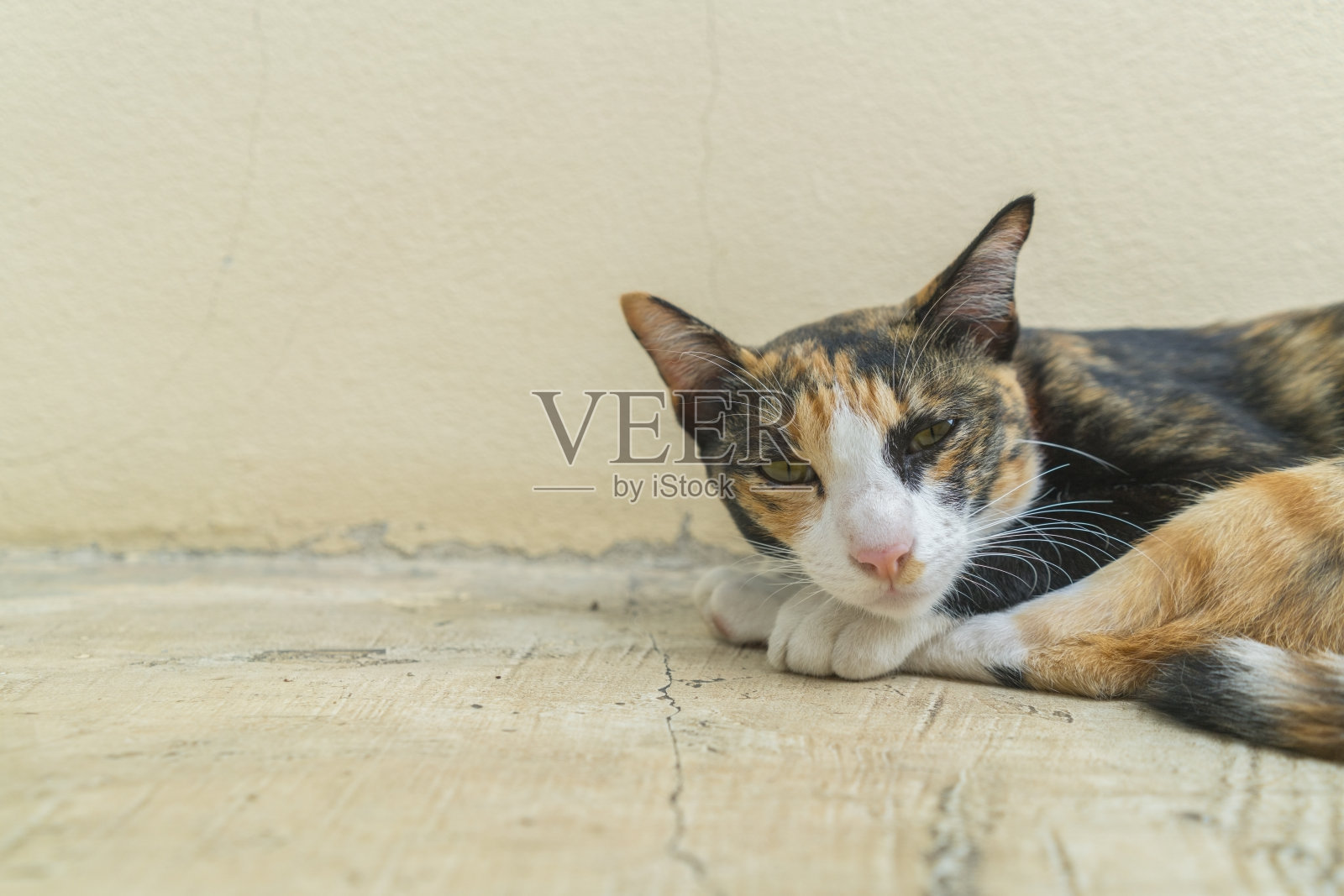 懒惰的猫躺在地上睡着了照片摄影图片