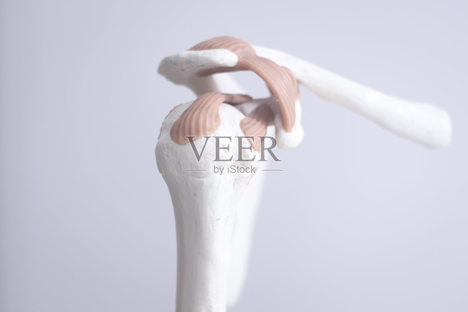 人体肩关节医学教学模型显示骨骼、韧带、肌腱和软骨。照片摄影图片