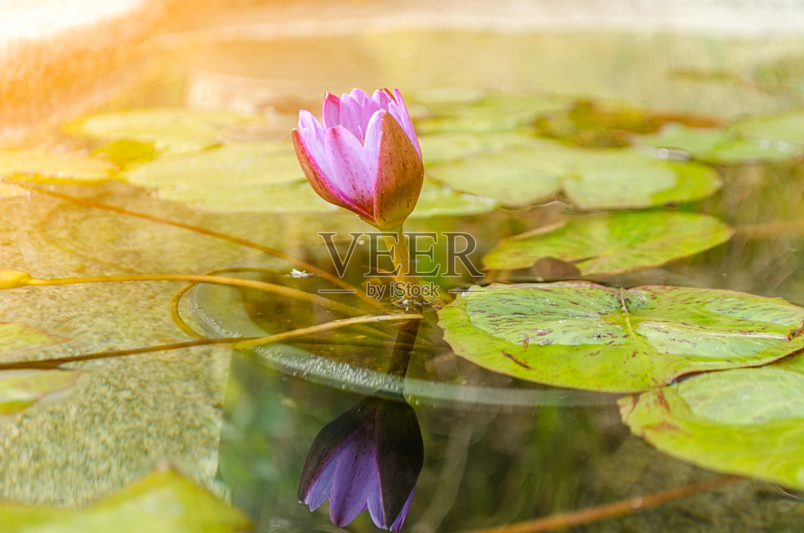 荷花的颜色在晨光中绽放在荷塘里。照片摄影图片