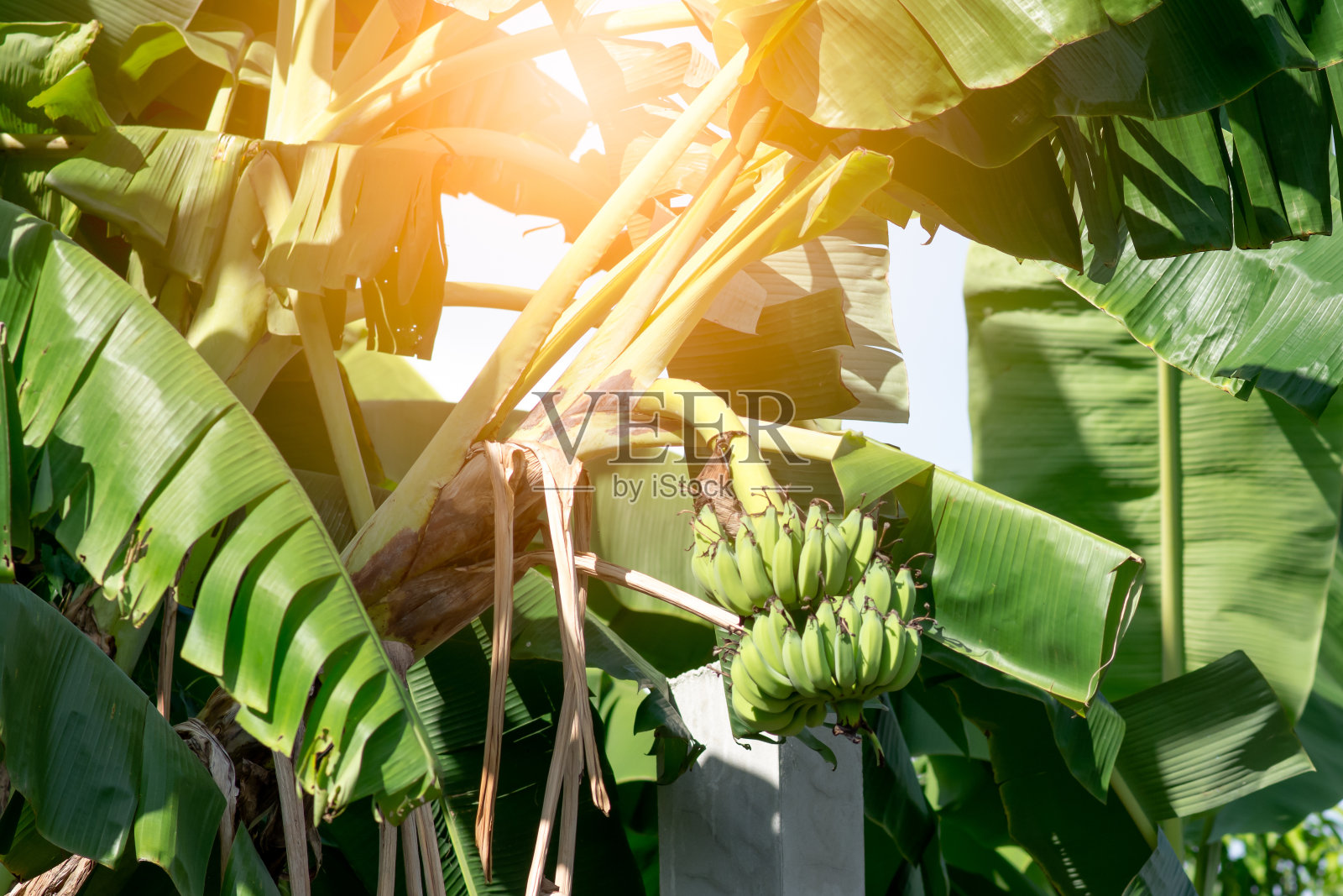 香蕉生照片摄影图片