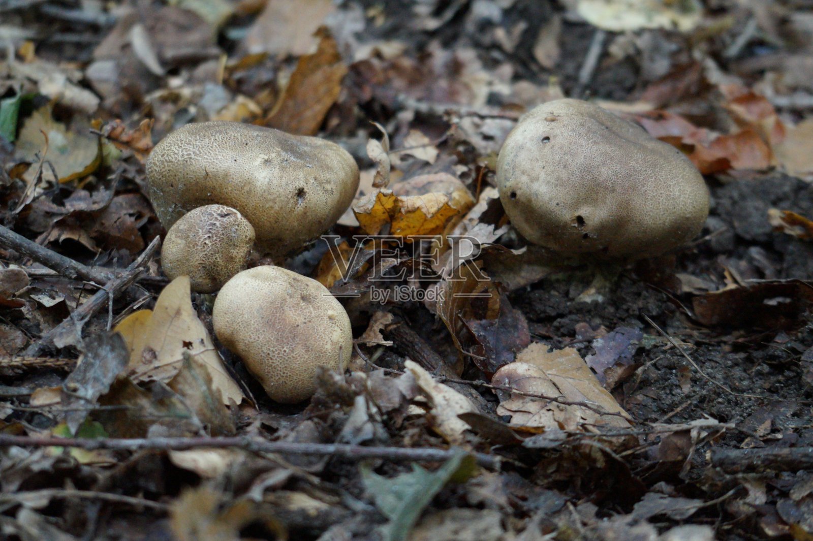 蘑菇在热带雨林。照片摄影图片