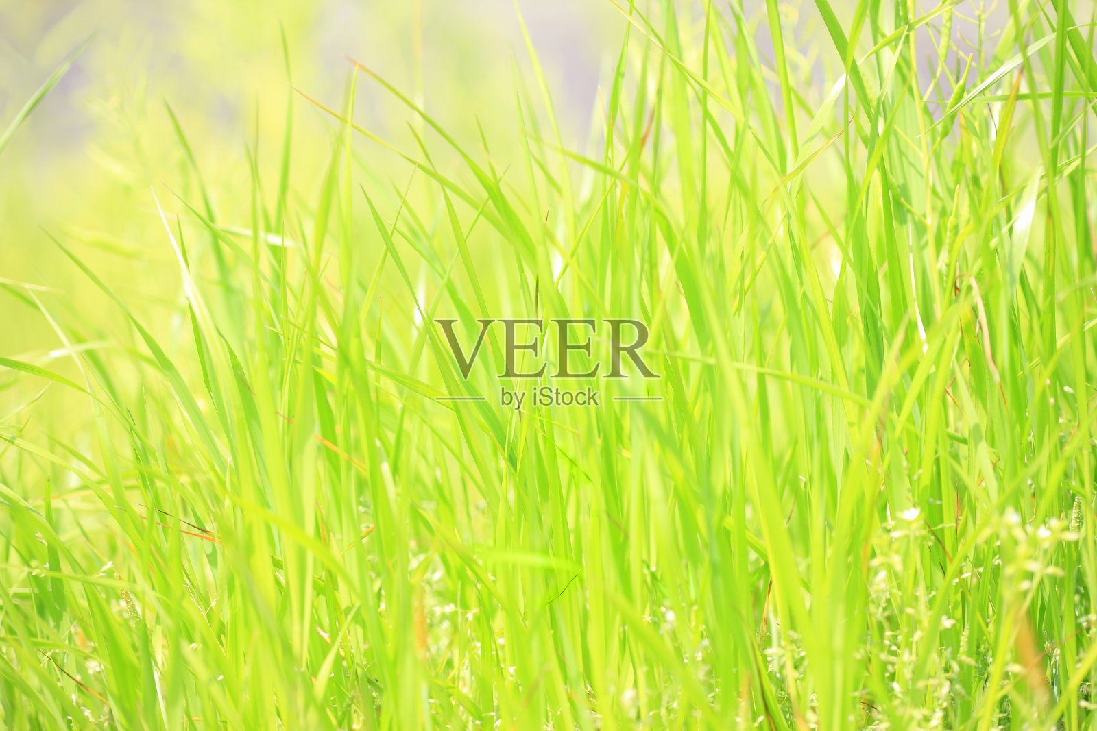 草地照片摄影图片