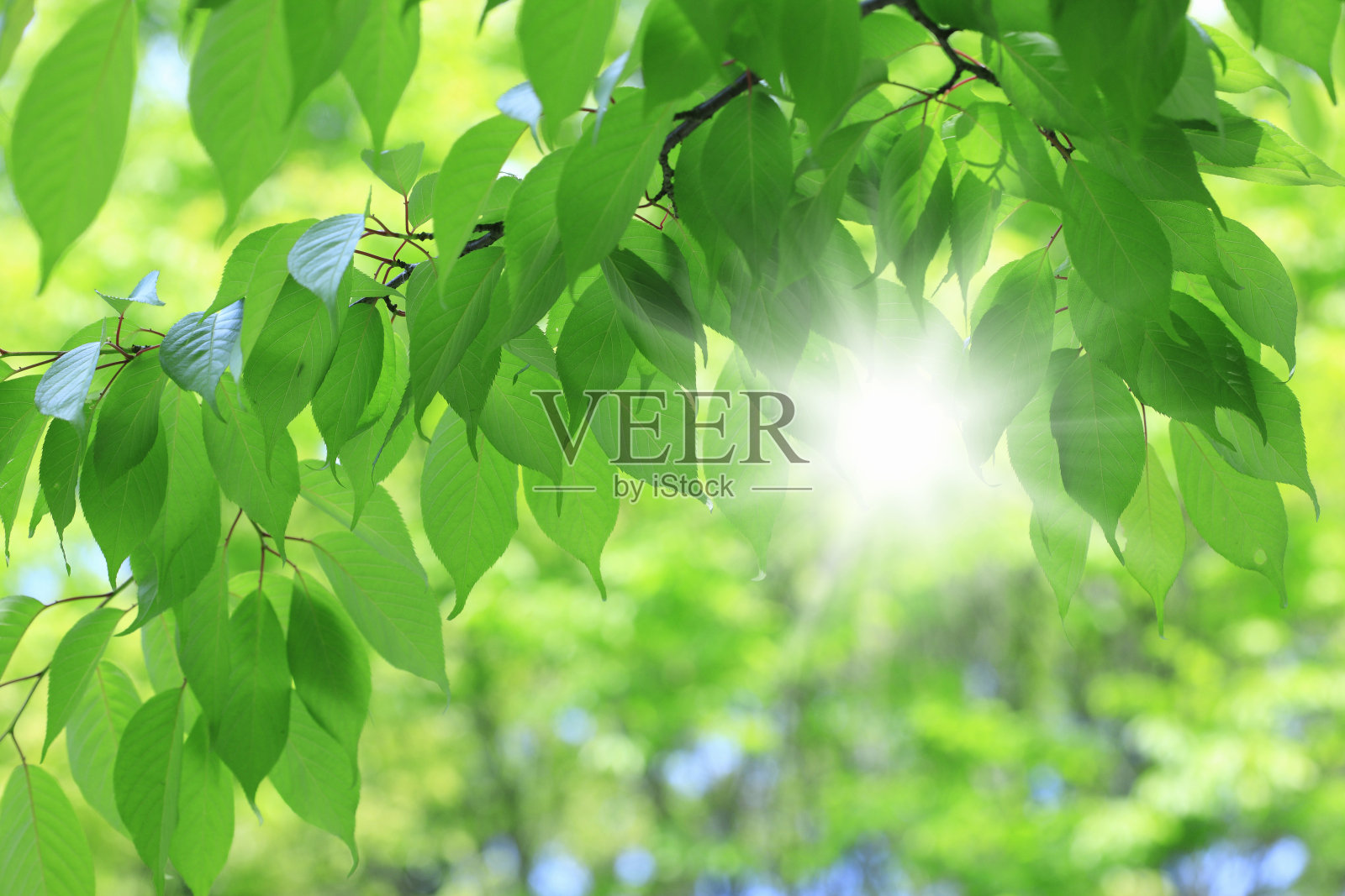 树上树叶的特写镜头照片摄影图片