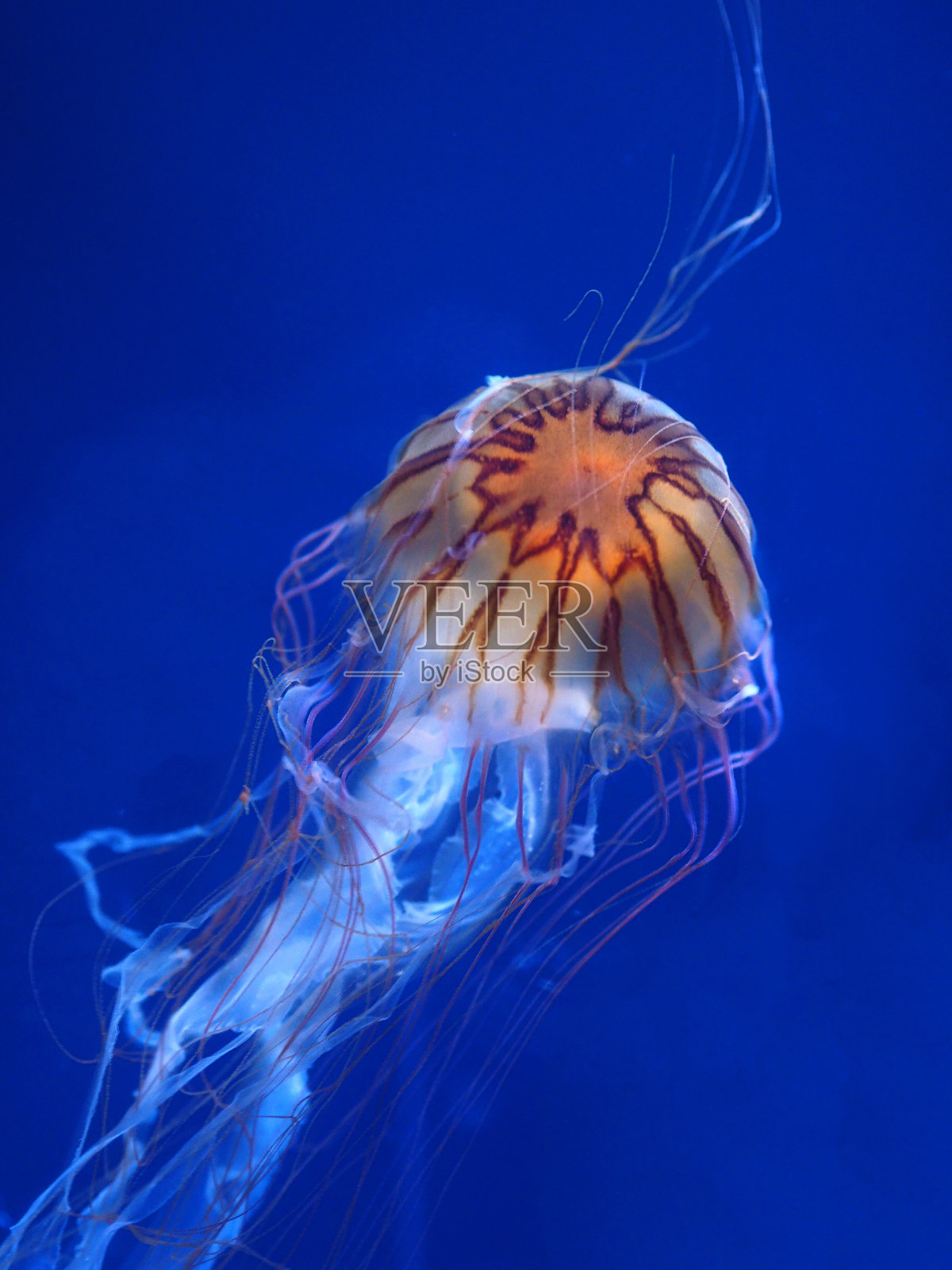 美丽的水母照片摄影图片