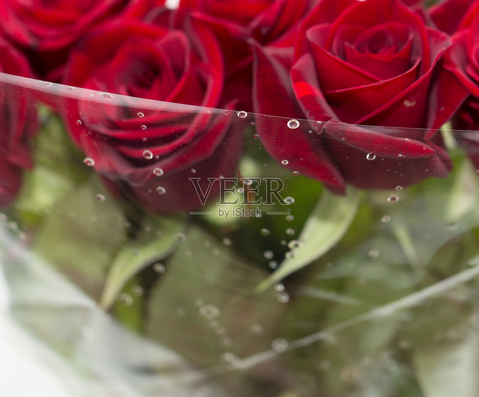 水滴在玫瑰上。宏照片摄影图片