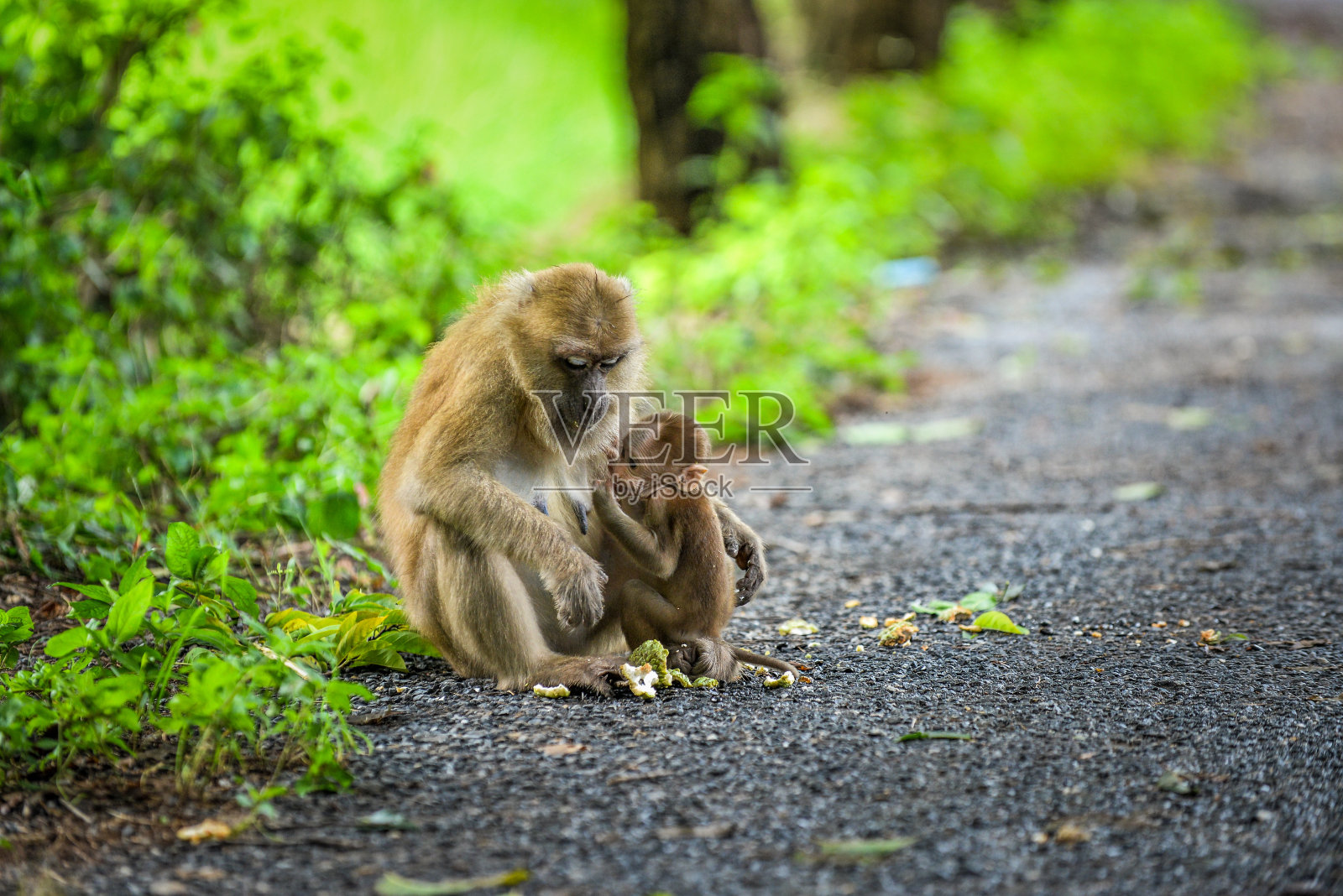 猴子妈妈和她的孩子照片摄影图片