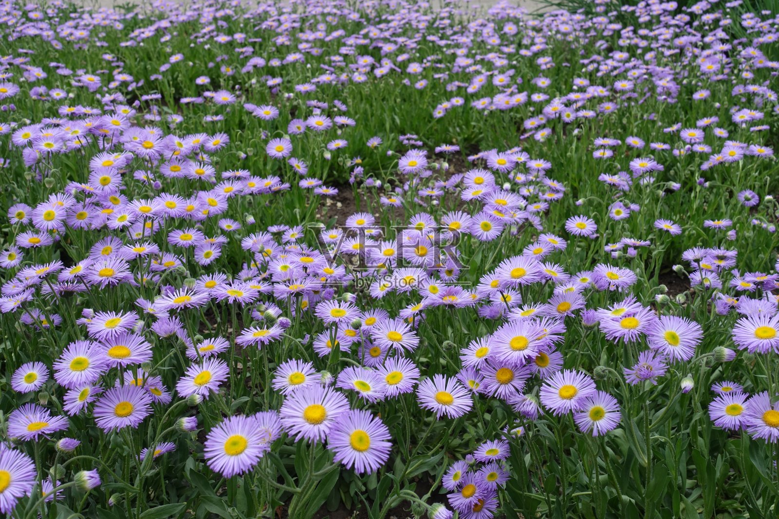 飞蓬属植物在夏季开花照片摄影图片
