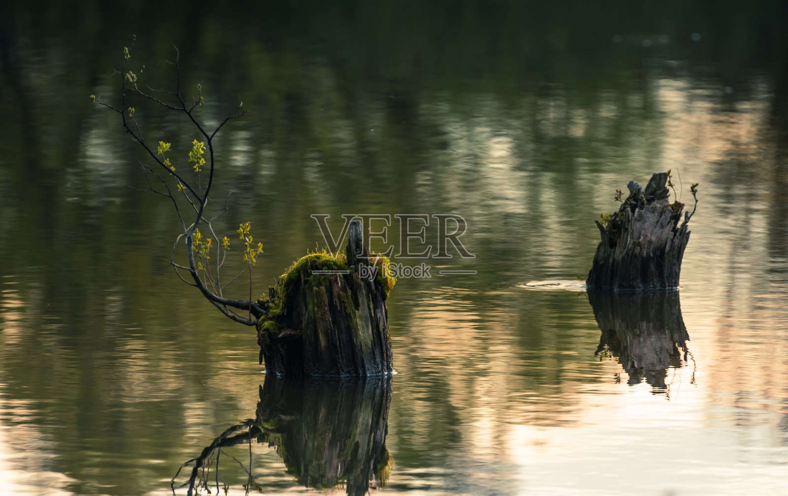 树桩在水中照片摄影图片