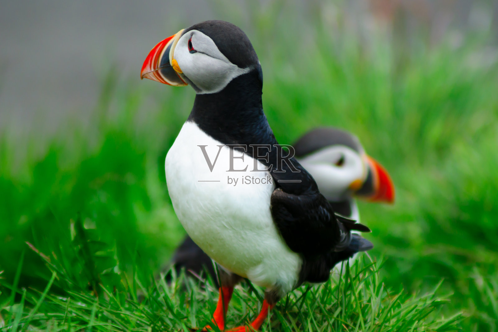 东峡湾地区的海鹦照片摄影图片