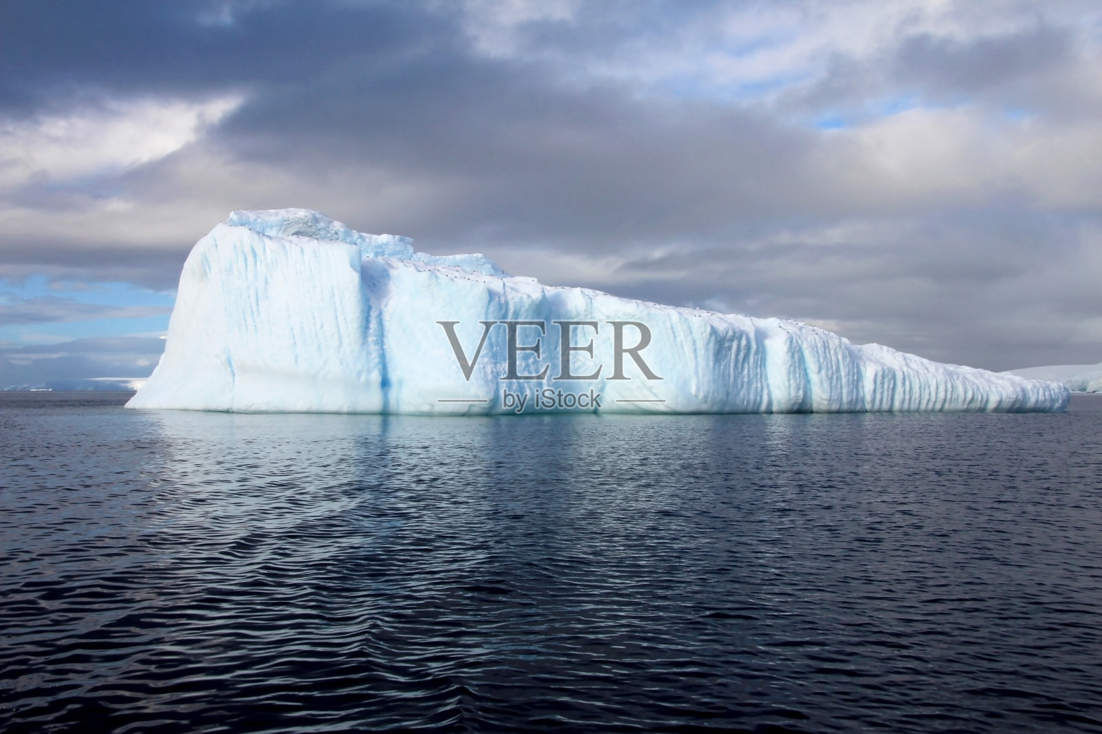 南极半岛冰山上的海带海鸥和北极燕鸥照片摄影图片