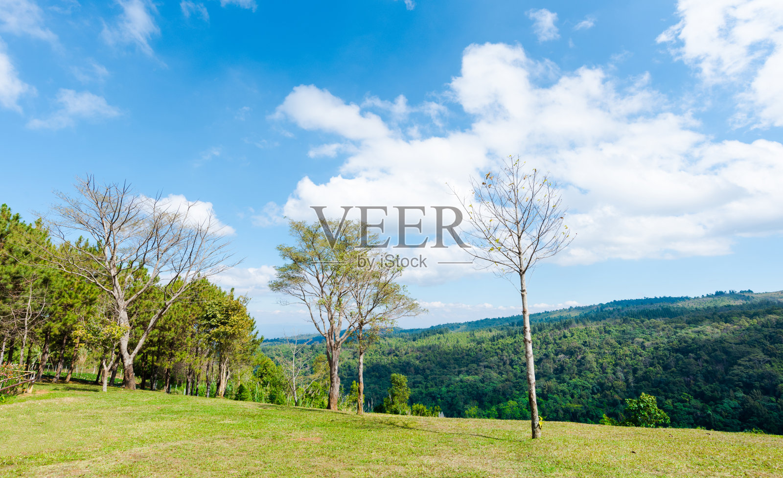 亚洲松林照片摄影图片