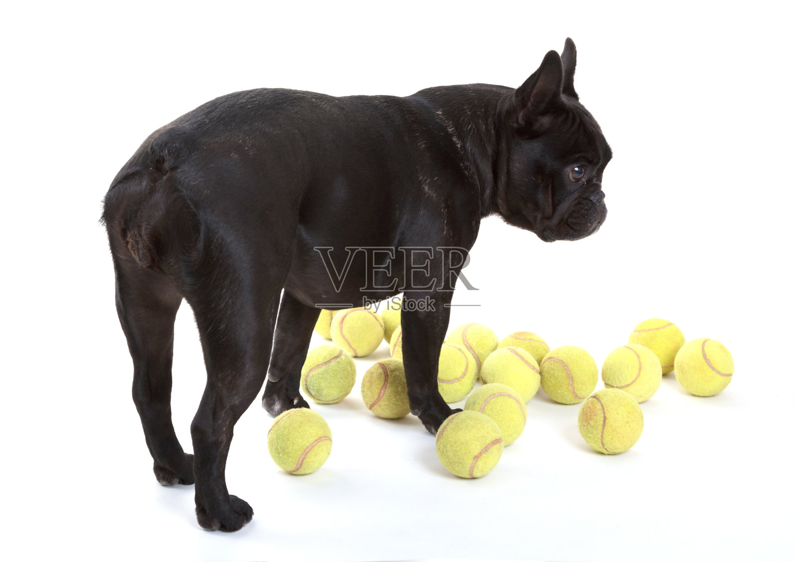 带网球的法国斗牛犬，孤立的照片摄影图片