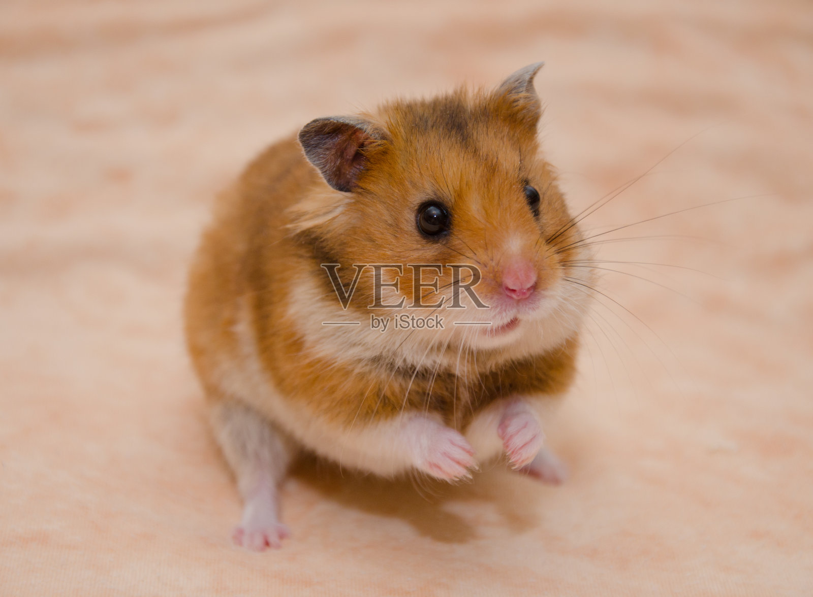 叙利亚仓鼠照片摄影图片