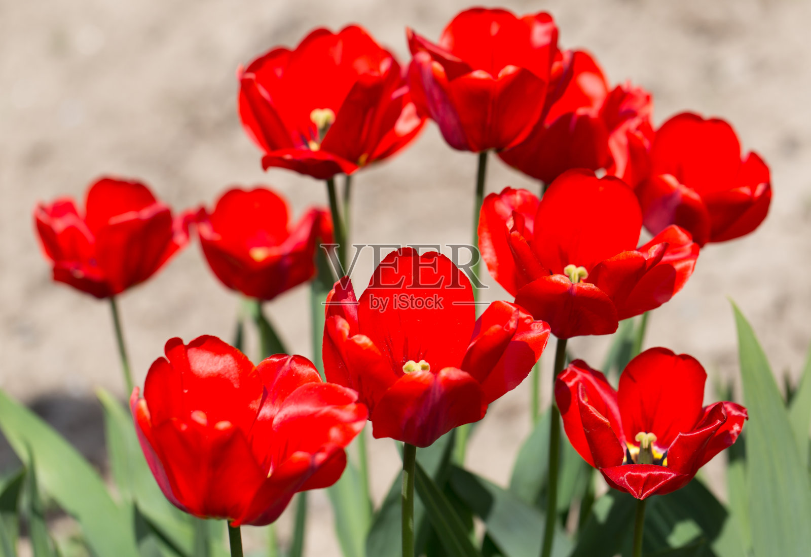 郁金香在自然照片摄影图片