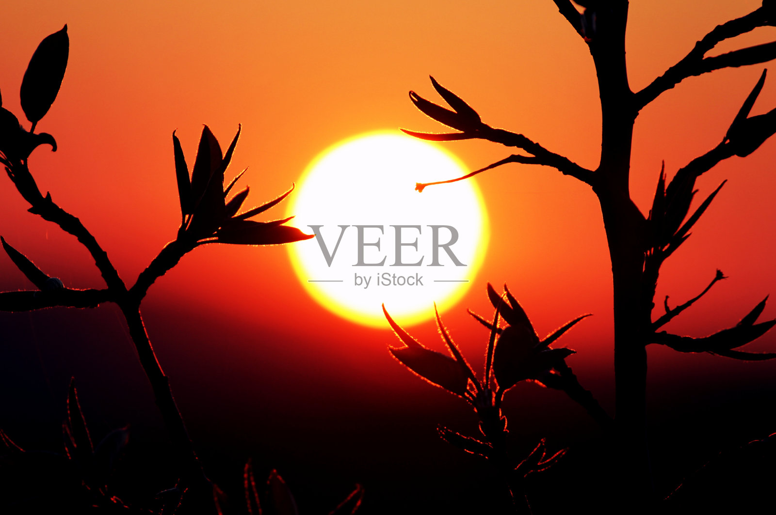 野生动物,自然,景观Austalia照片摄影图片