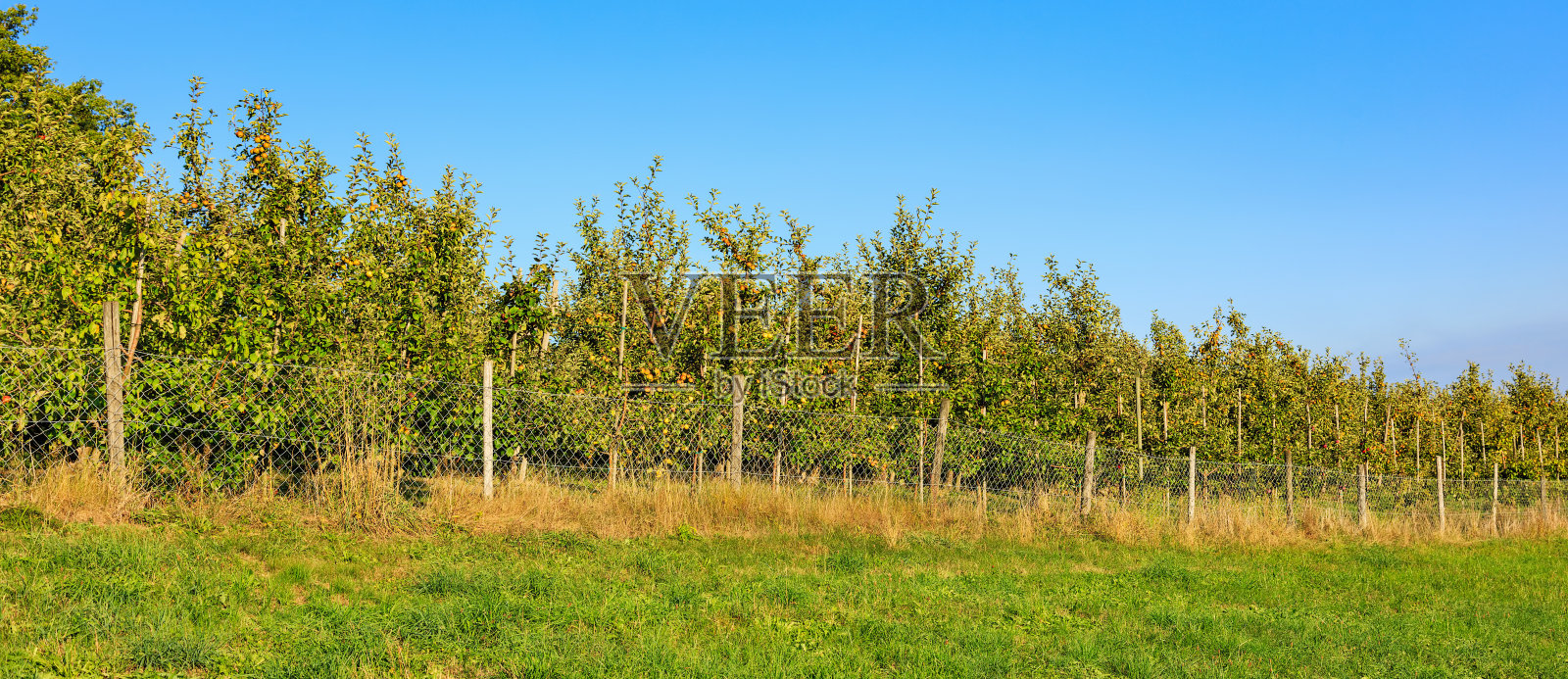 秋天的苹果树照片摄影图片