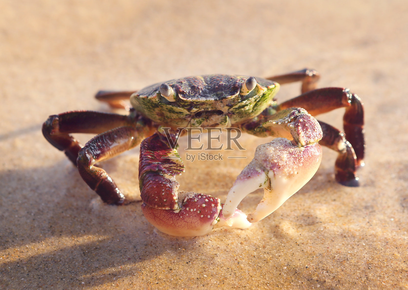 在澳大利亚海滩的沙滩上，一只紫色的快脚岸蟹照片摄影图片