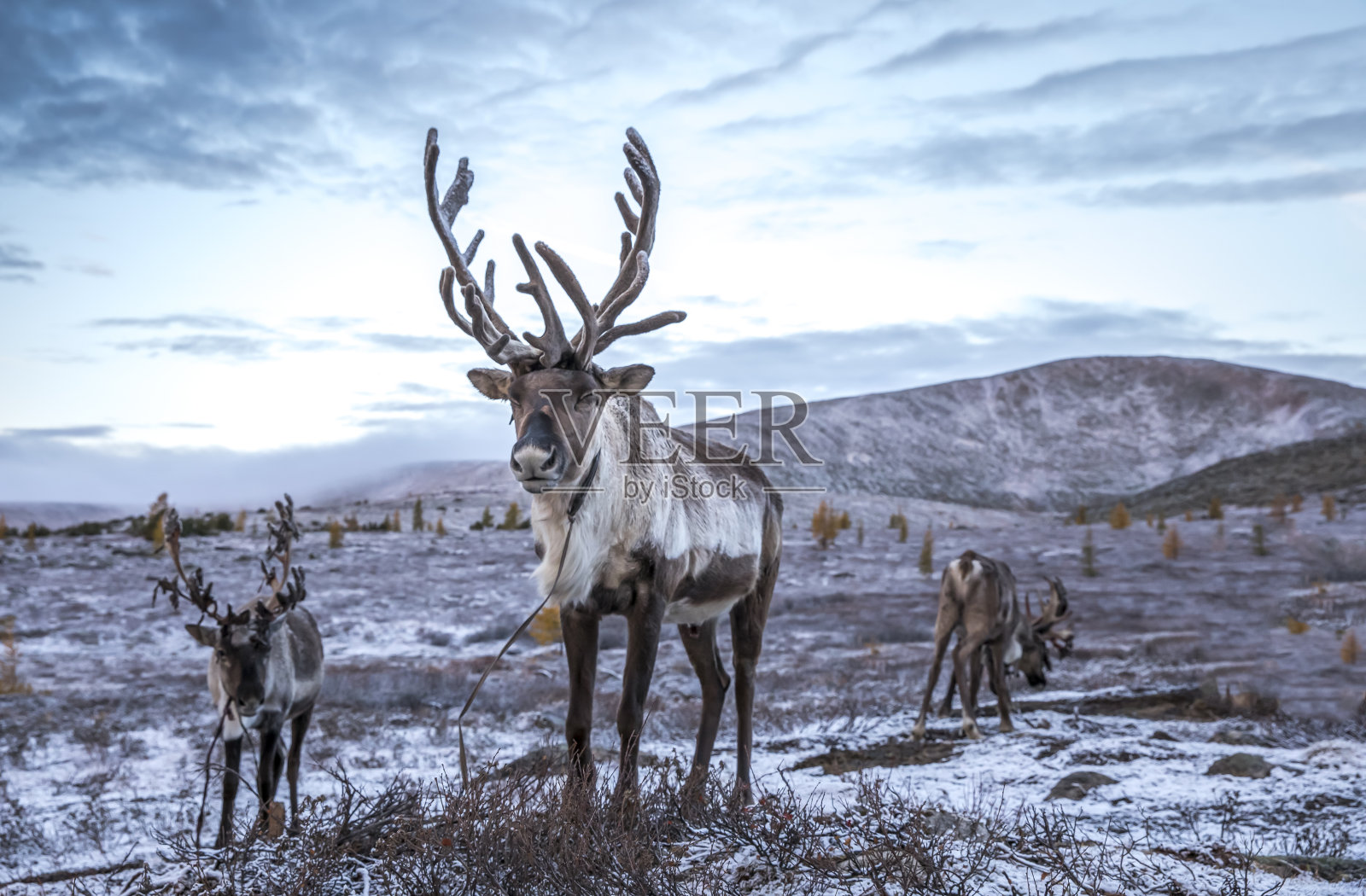 在蒙古北部的雪地里驱赶鹿照片摄影图片