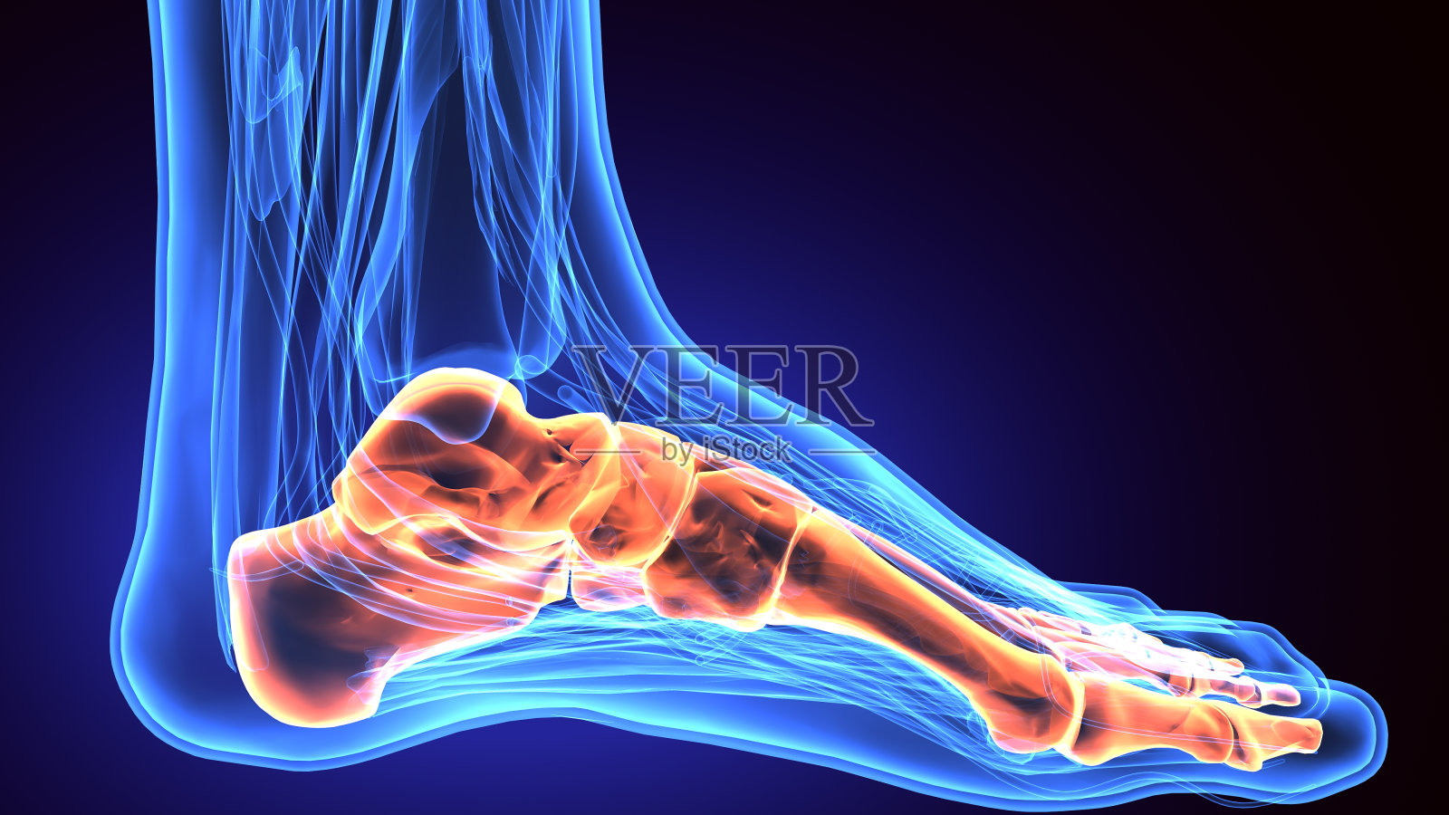 人体足部解剖插图。三维渲染照片摄影图片