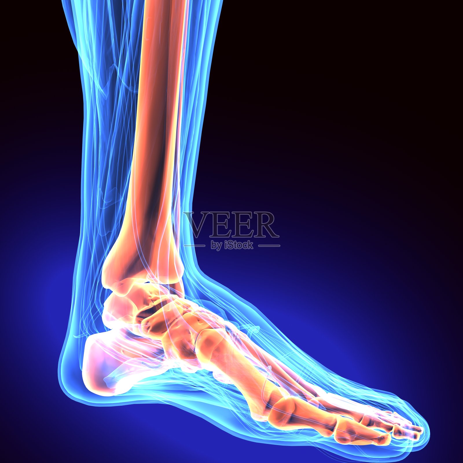 人体足部解剖插图。三维渲染照片摄影图片