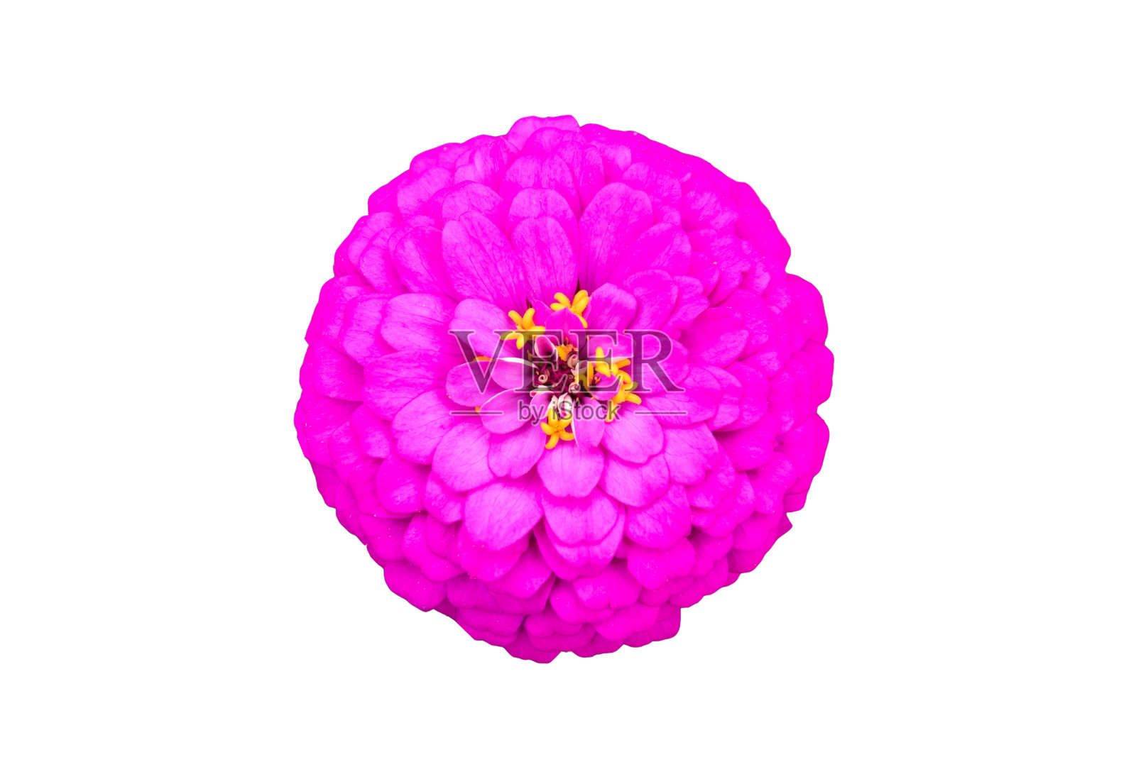 美丽的紫色粉红色菊花白色孤立照片摄影图片