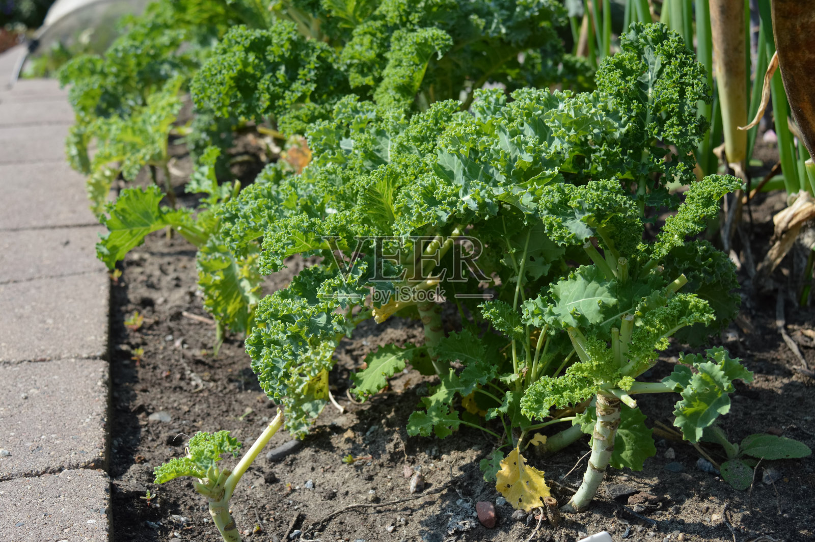 花园里的羽衣甘蓝照片摄影图片
